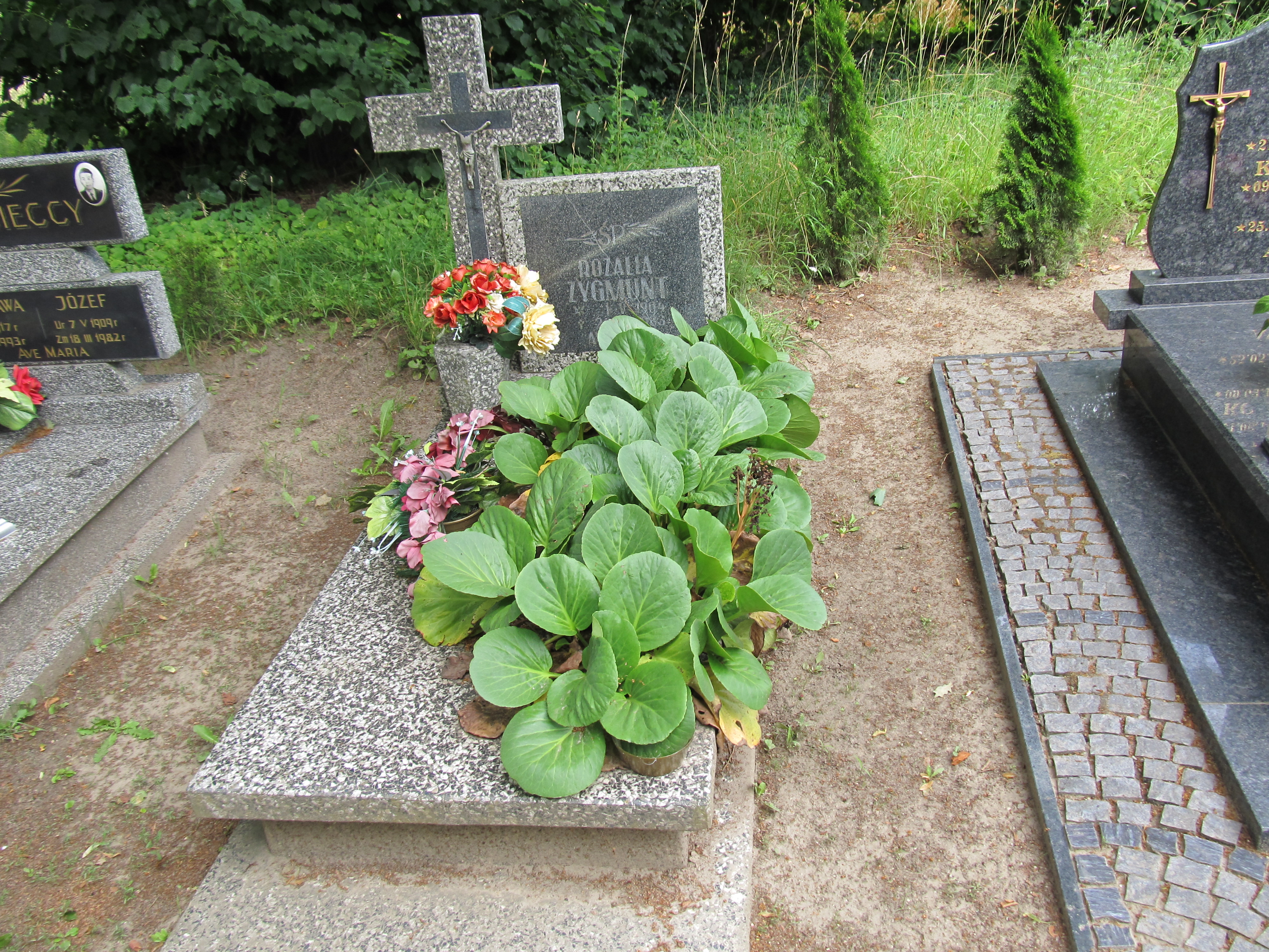 Grób Rozalia Zygmunt